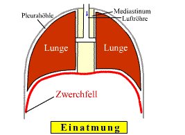 Zwerchfell Funktion